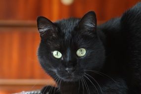 black cat with unusual eyes close-up