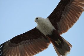 magnificent Bird Of Prey