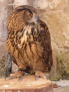 large european Ð°n eagle-owl