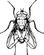 painted fly on a white background