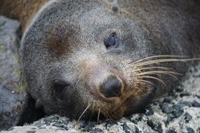 the seal is sleeping on the rock