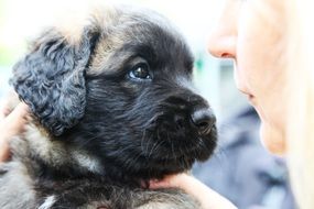 deliciously beautiful Dog Puppy