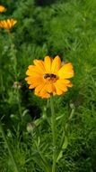 insect on orange calendula