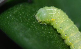 green caterpillar on a tree leaf