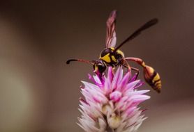 Wasps Insects on Flowers macro