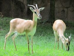 Antelope Wildlife
