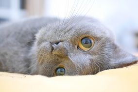 Grey cat with bright eyes resting