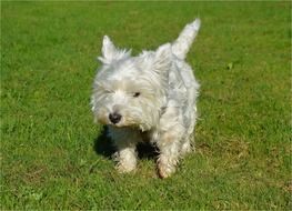 fluffy white puppy outdoors