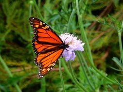 orange butterfly in the spring garden