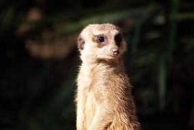 Suricata suricatta close up