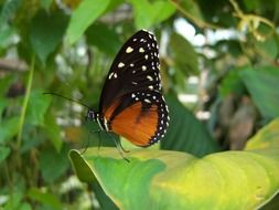 charming orange Butterfly