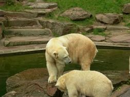 polar bears in a zoo