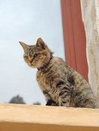 domestic cat sitting on the window