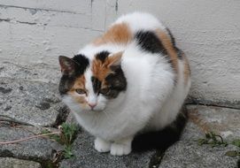 Fluffy colorful cat