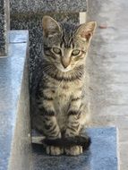 kitten on tombstone close up