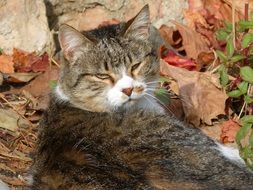 Disdain looking cat lays on fallen leaves