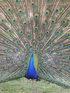 male peacock with a gorgeous tail