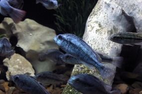 Degeni Cichlid fish