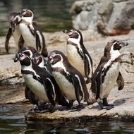 group of penguins in a zoo