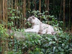 Singapore White Tiger in the thickets at the zoo