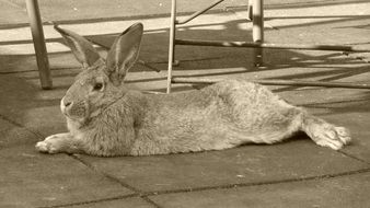long eared rabbit