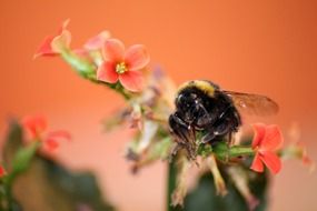 deliciously beautiful Hummel Flower