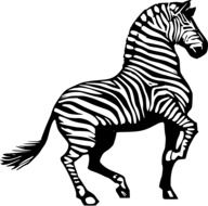 drawing black and white zebra on a white background