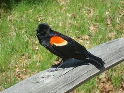 male Red-Winged Blackbird sitting on wooden bar at summer