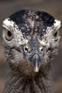 Bird Head close-up on blurred background
