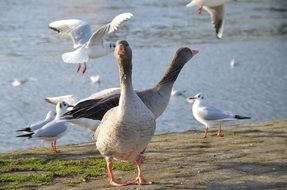 wild geese Birds near water