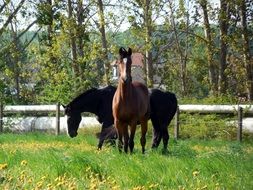 Landscape of Horses on a meadow