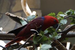 exotic parrot perched on the tree branch