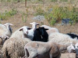 Black and white sheeps
