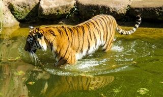 tiger in the water in the zoo