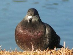Pigeon Bird Sitting Water Lake