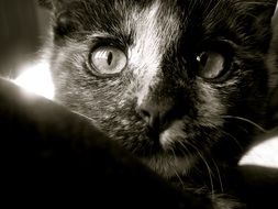 portrait of a young cat in black and white