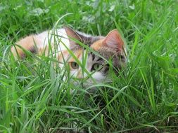 tortoiseshell cat hiding in the green grass
