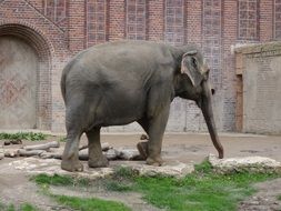 big cute elephant at the zoo