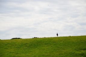 bird on green lawn in a park