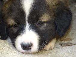 sleepy colorful puppy