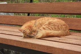 red cat sleeping on the bench