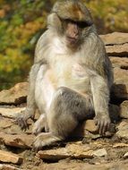 sitting macaque in the zoo