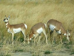 three antelopes on a golden meadow in America