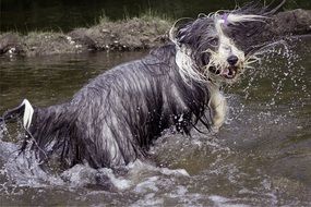 bearded collie in the river in spray of water