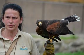 falcon like a bird of prey