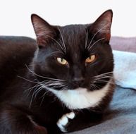 black and white domestic cat lying on the couch