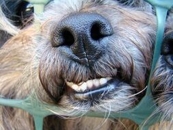 muzzle of a toothed dog in a cage