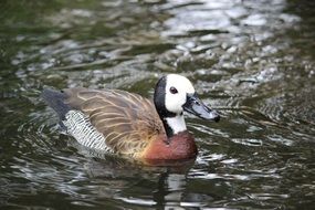 Duck is swimming in the lake