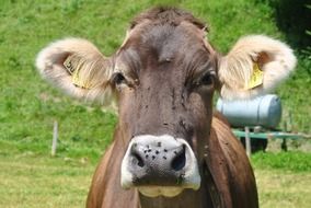 cow with shaggy ears in Bavaria
