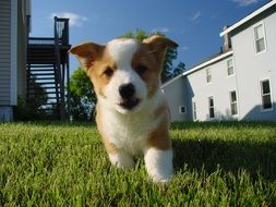 Puppy Dog Corgi on the green grass